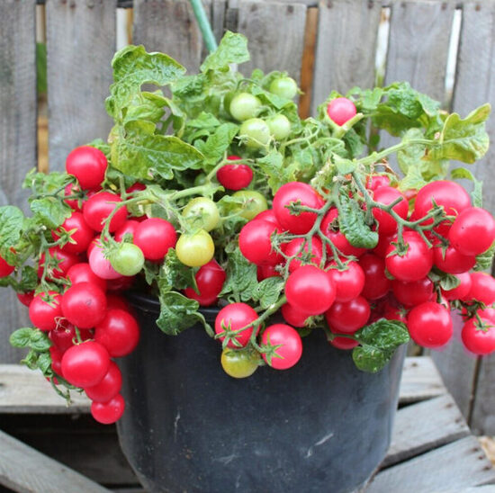 Balkona tomāti “Dārza Pērle”  (stāds)